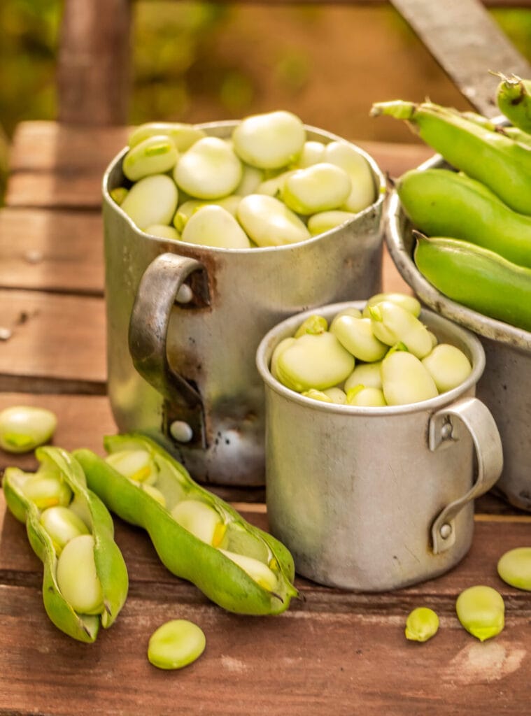 Härkäpapu - hyvä proteiinin lähde ja perinteinen viljelykasvi.